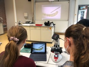 Schüler/innen verwenden Mikroskop Kameras und streamen via iPad und Smartboard