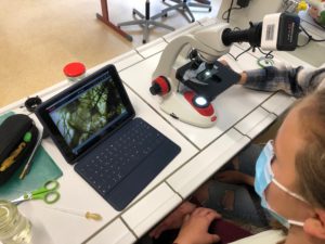 Schüler/innen verwenden Mikroskop Kameras und streamen via iPad und Smartboard